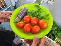 Lapas Perempuan Semarang Panen Sayur Hasil Urban Farming di Dalam Blok Hunian