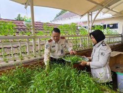 Bapas Jakarta Pusat Panen 7 Kg Kangkung, Wujud Nyata Dukung Ketahanan Pangan