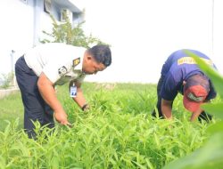 Panen 40 Kg Kangkung, Lapas Pemuda Madiun Buktikan Sukses Pembinaan Kemandirian